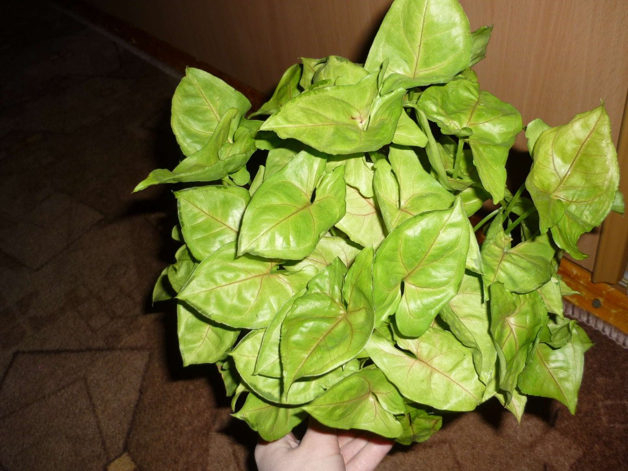 Сингониум Pink Splash