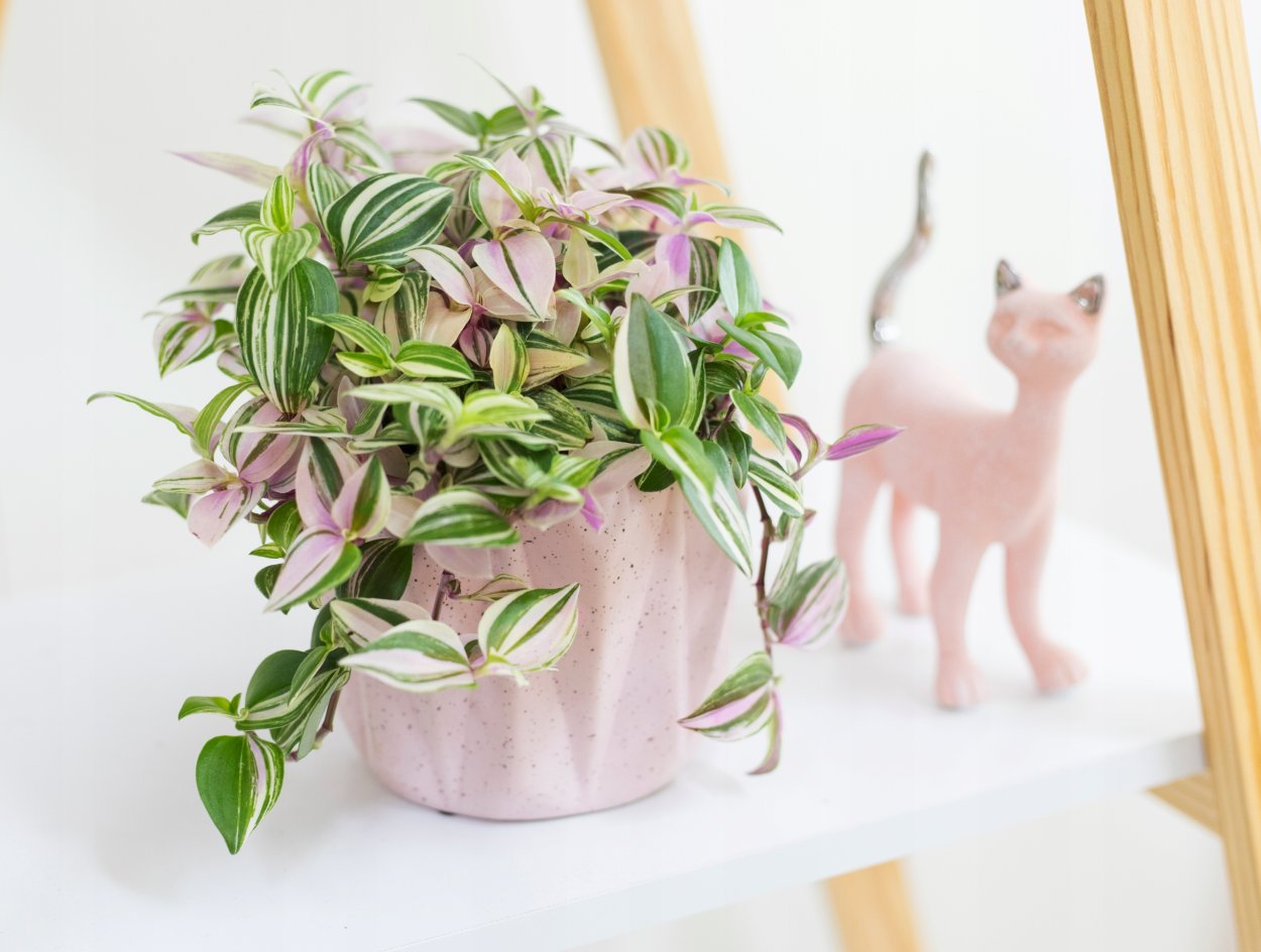 Традесканция Хойя