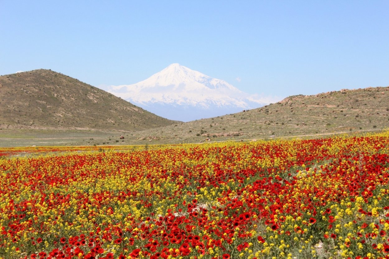Армения гора Арарат маки