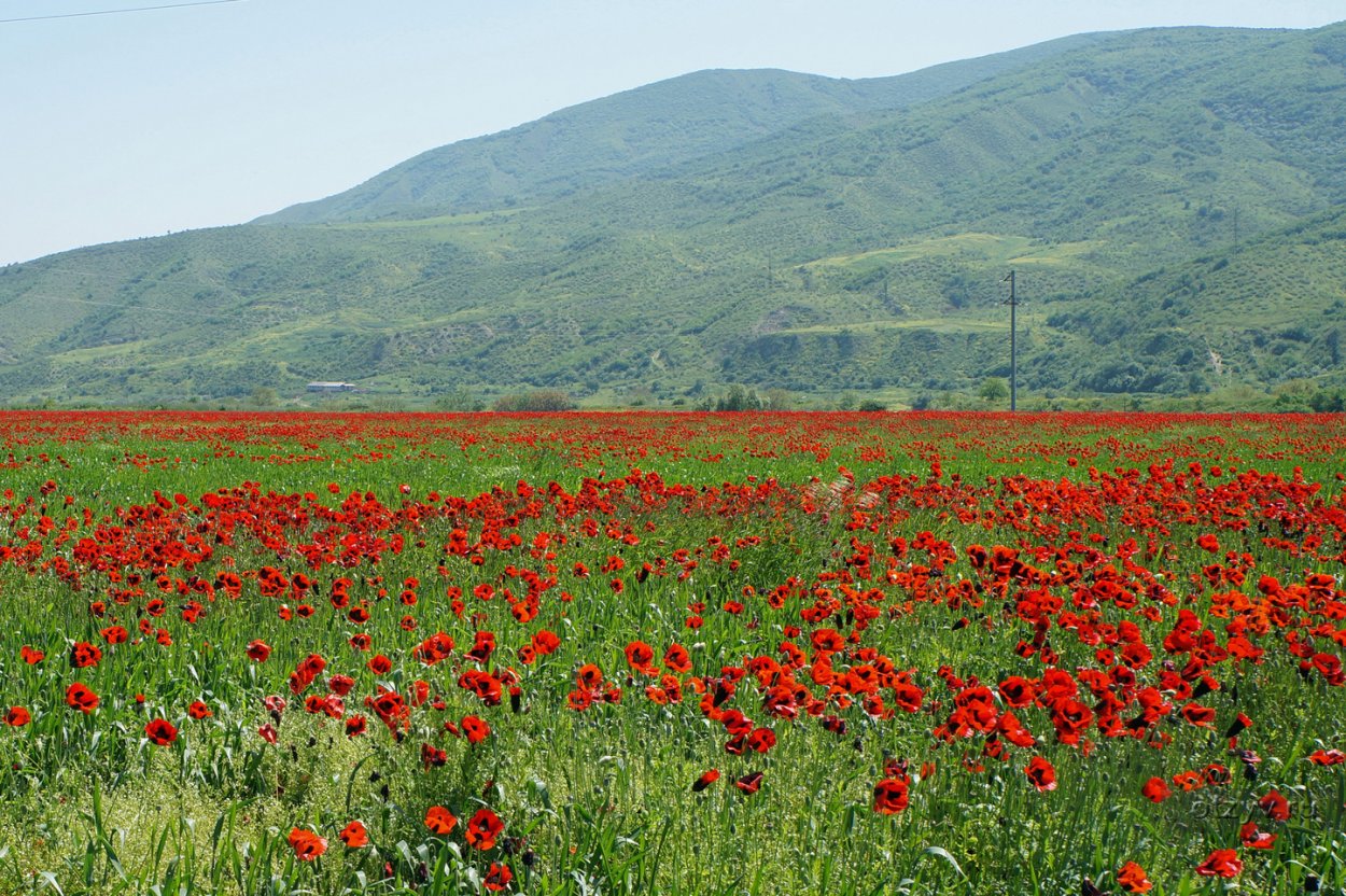 Алканна Восточная