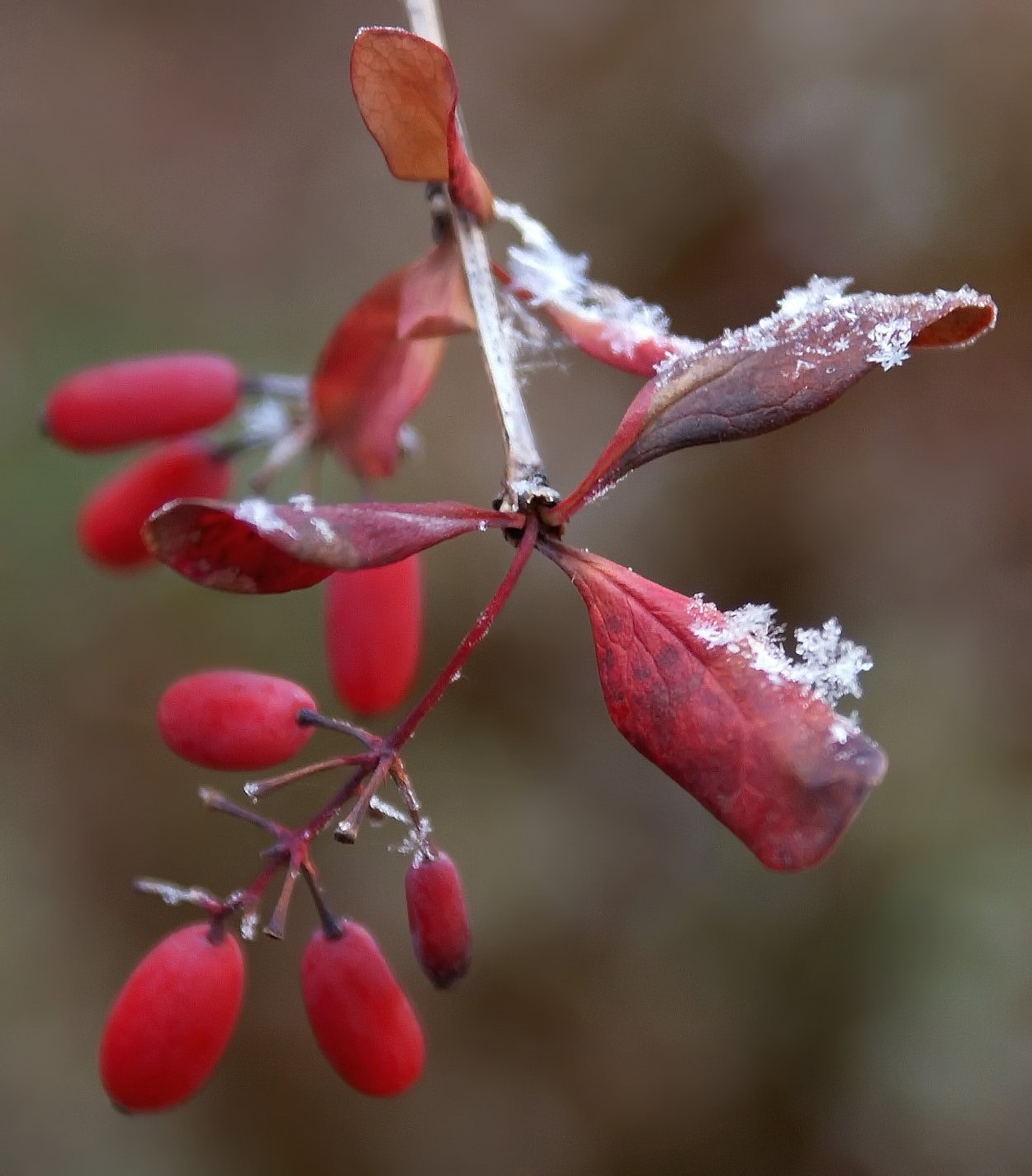 Стилизованный Барбарис