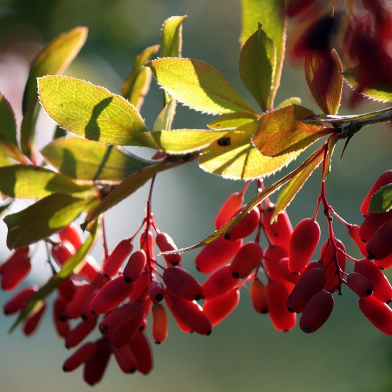 Шиповник иглистый шипы