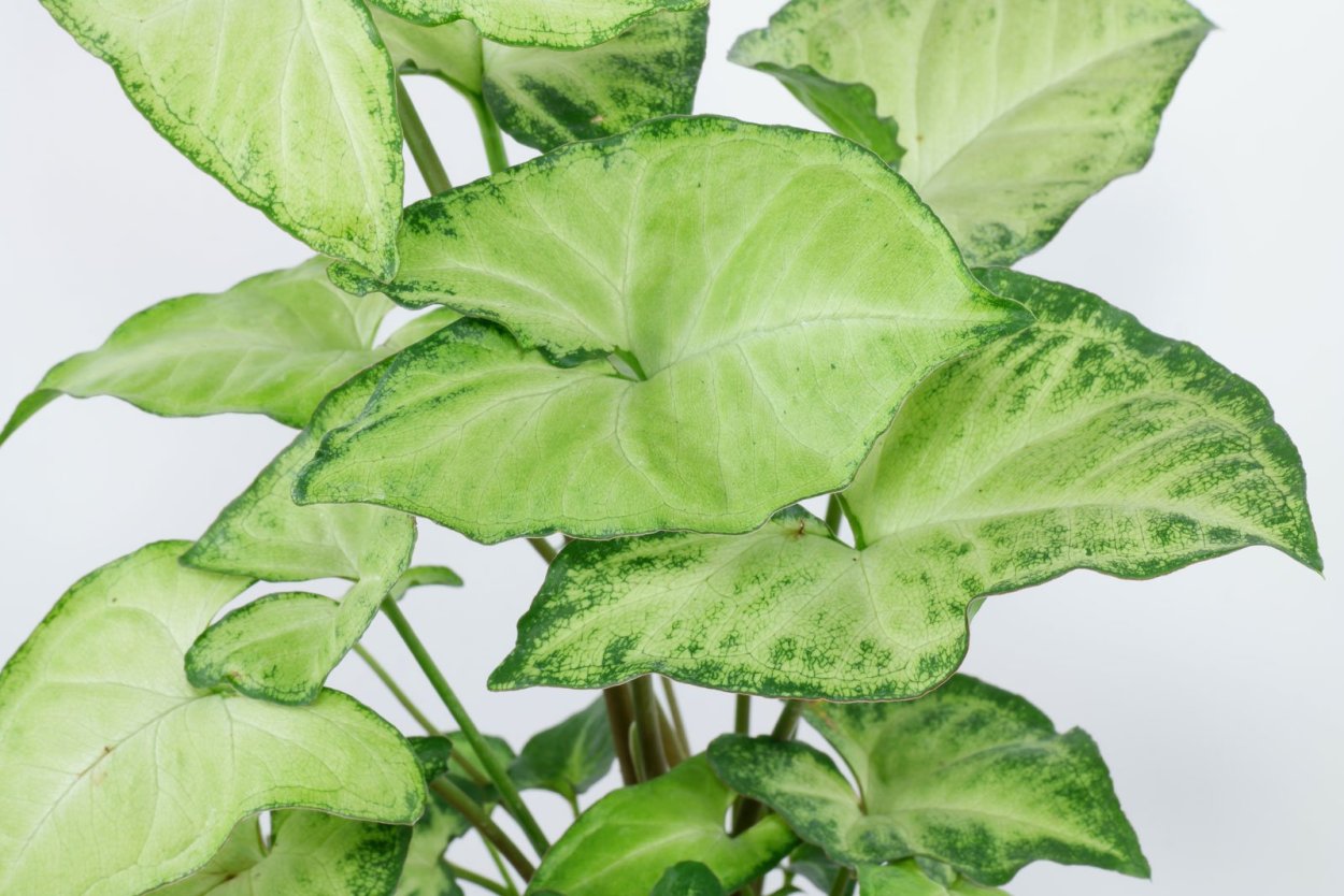 Спатифиллум сингониум