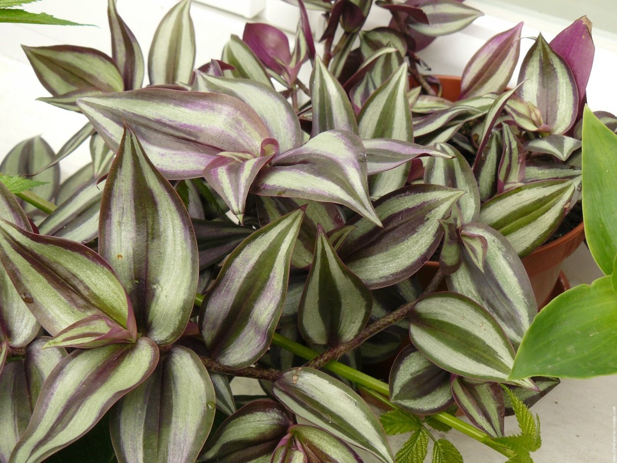 Традесканция albiflora Nanouk