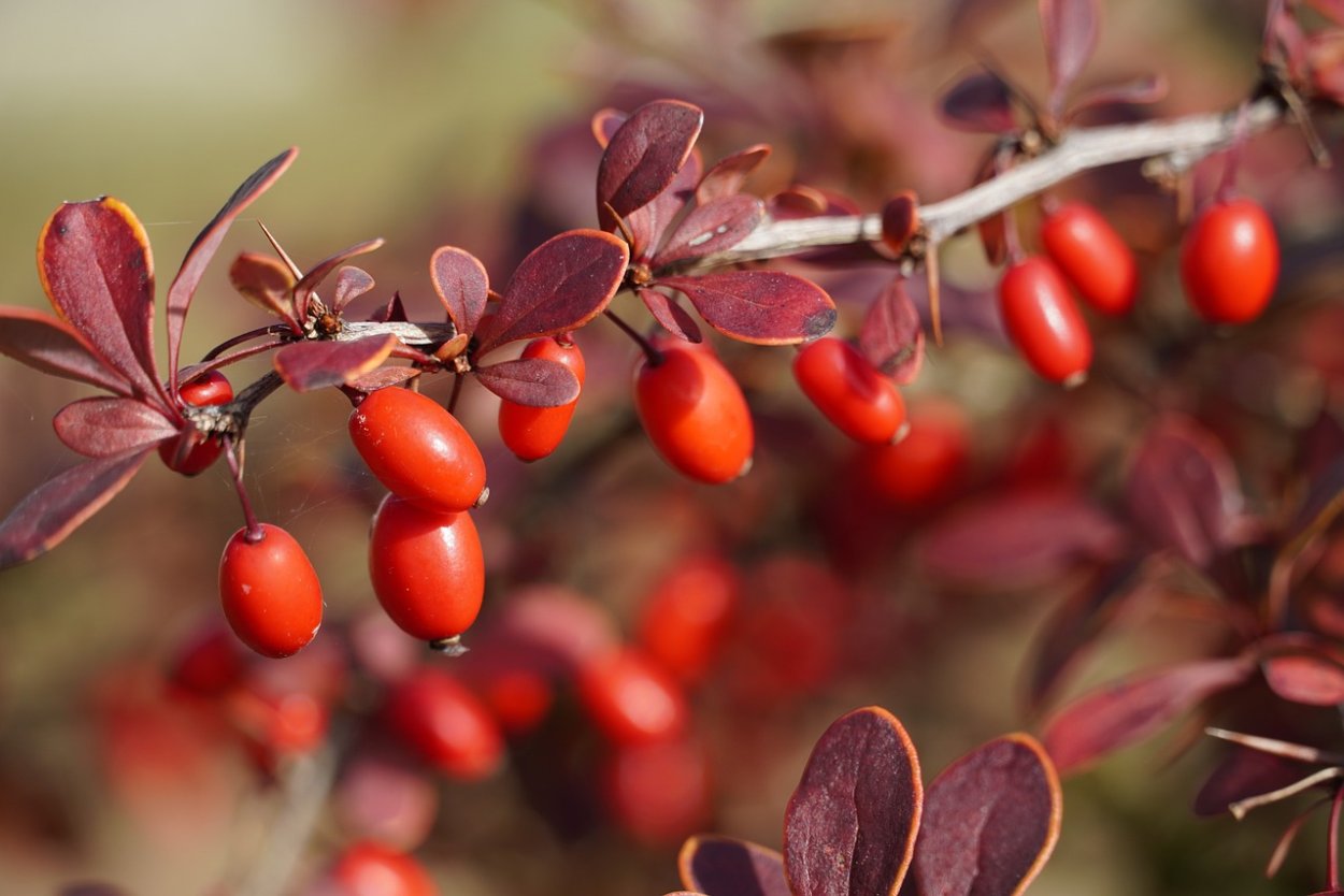 Барбарис гриб