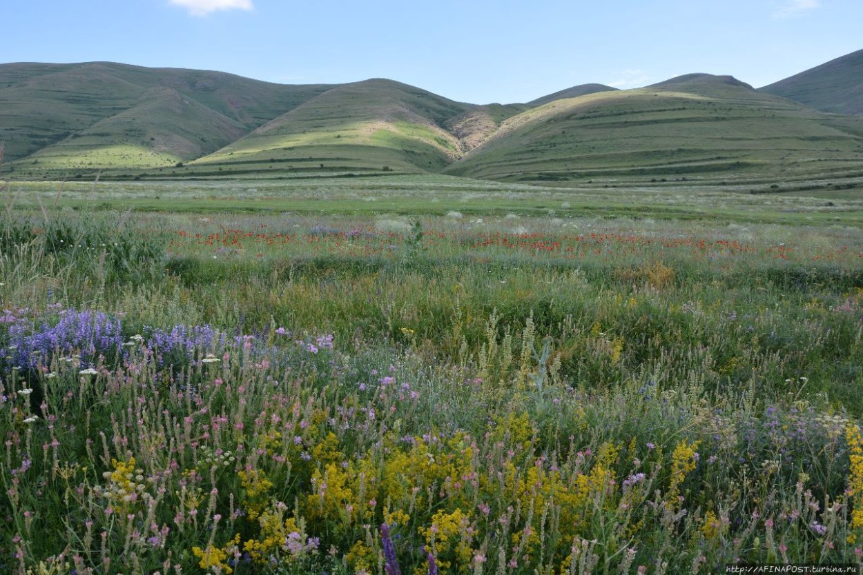Трава портулак огородный