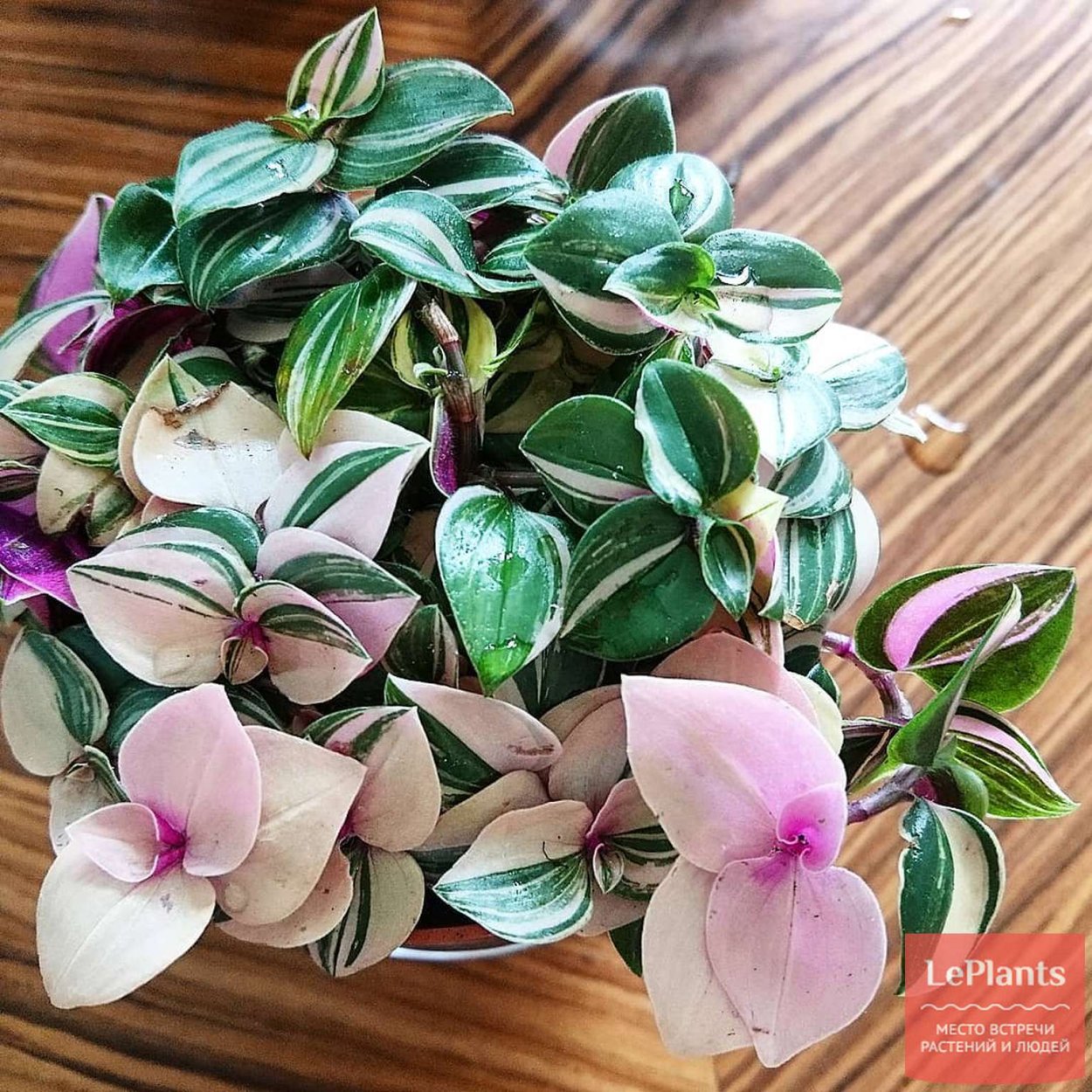 Традесканция зебрина квадриколор