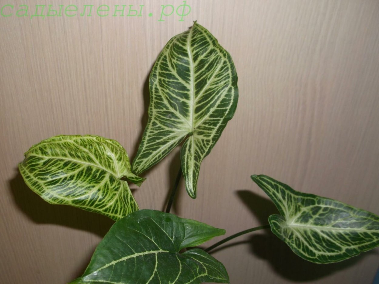 Сингониум Stingray Pink