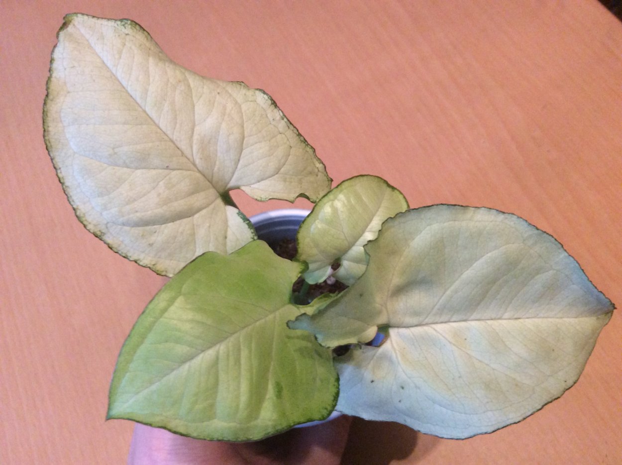 Сингониум ампельный