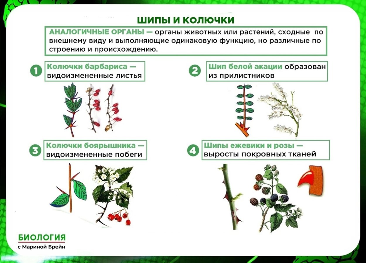 Ветка с шипами