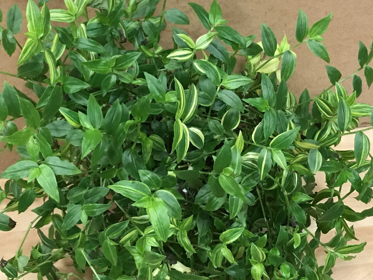 Традесканция зебрина сорта