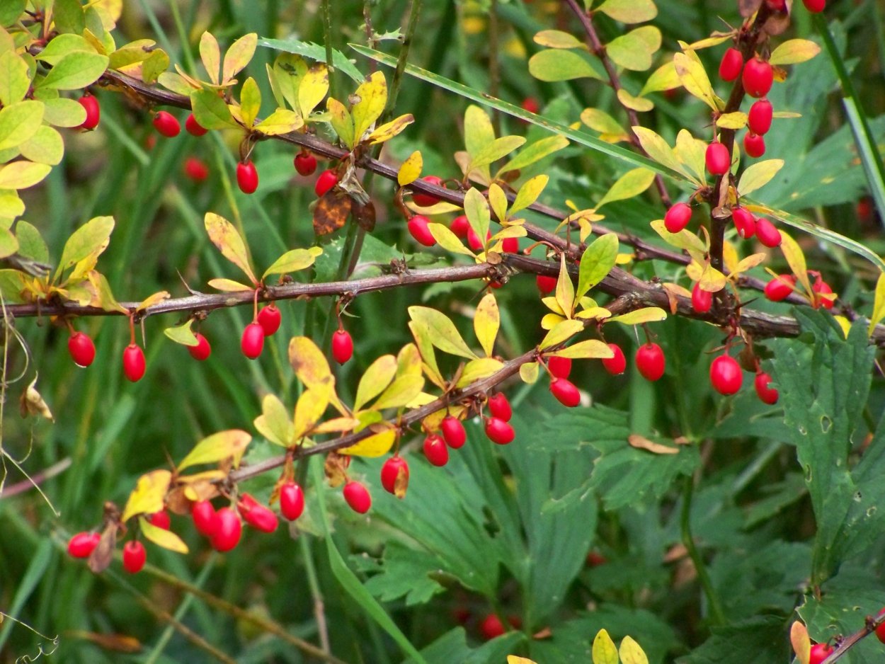 Барбарис вечнозеленый