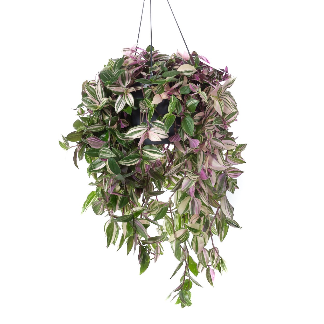 Традесканция Fluminensis quadricolor
