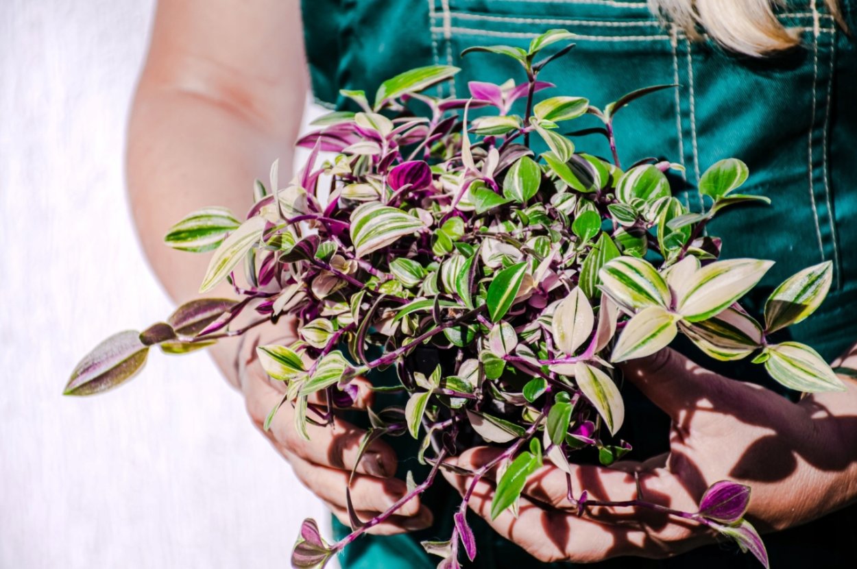 Традесканция Пинк Хилл