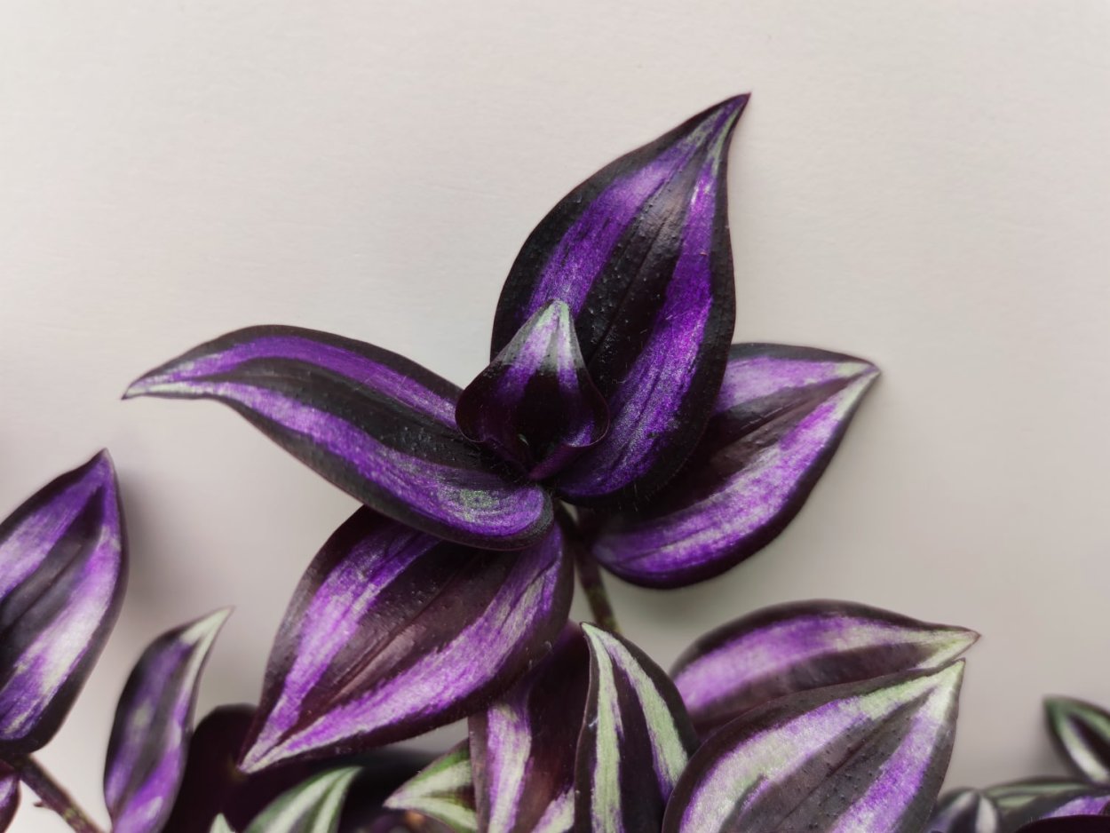 Традесканция зебрина