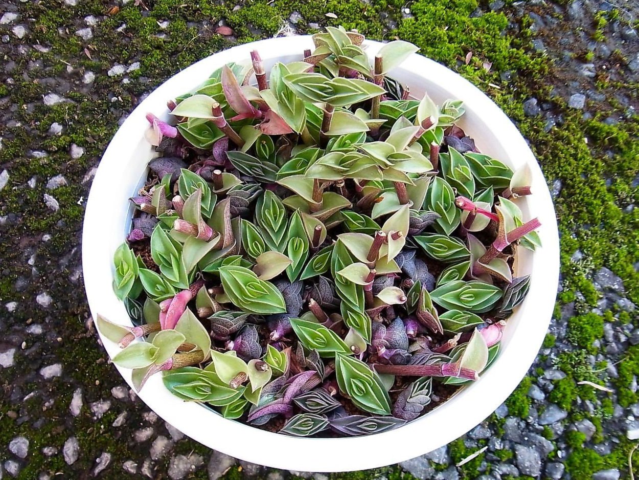 Традесканция Нанук