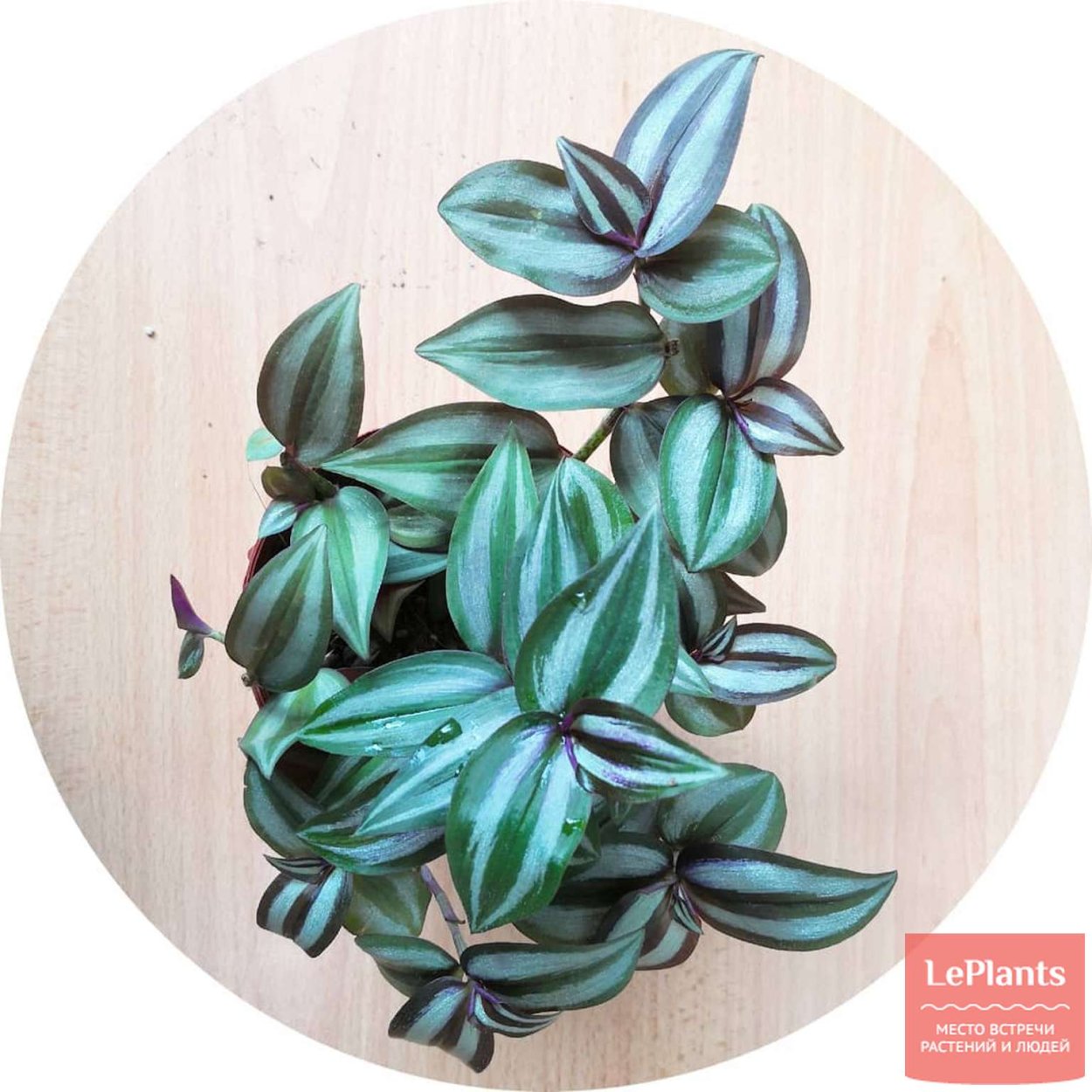 Традесканция зебрина ДИСКОЛОР