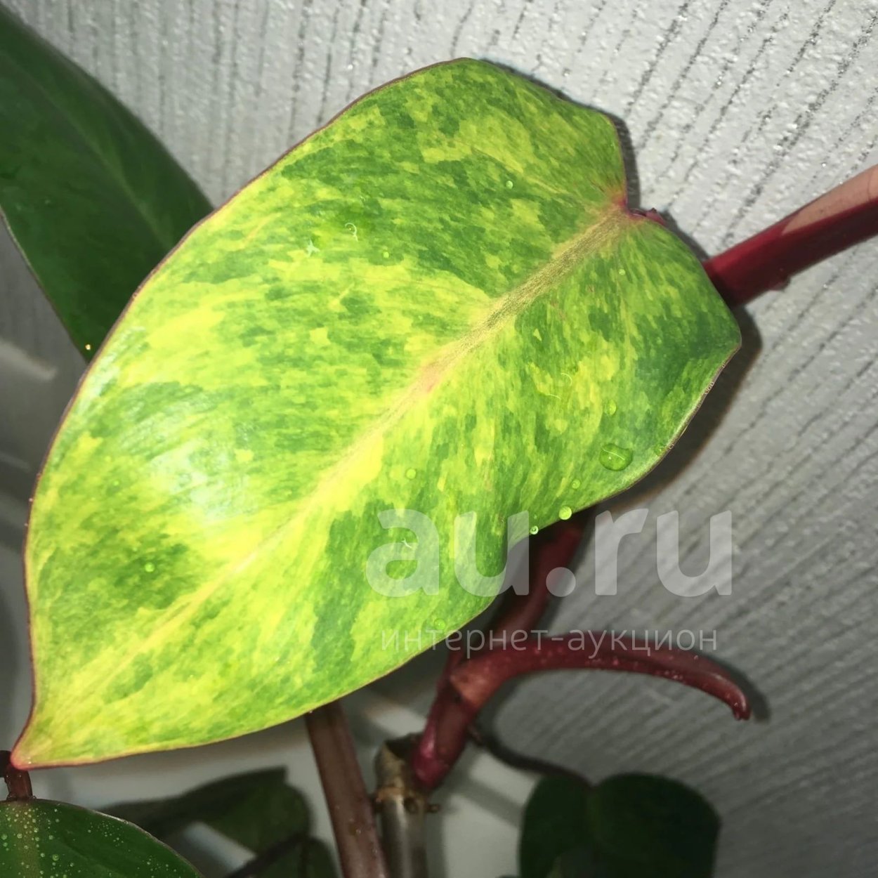 Филодендрон Medusa