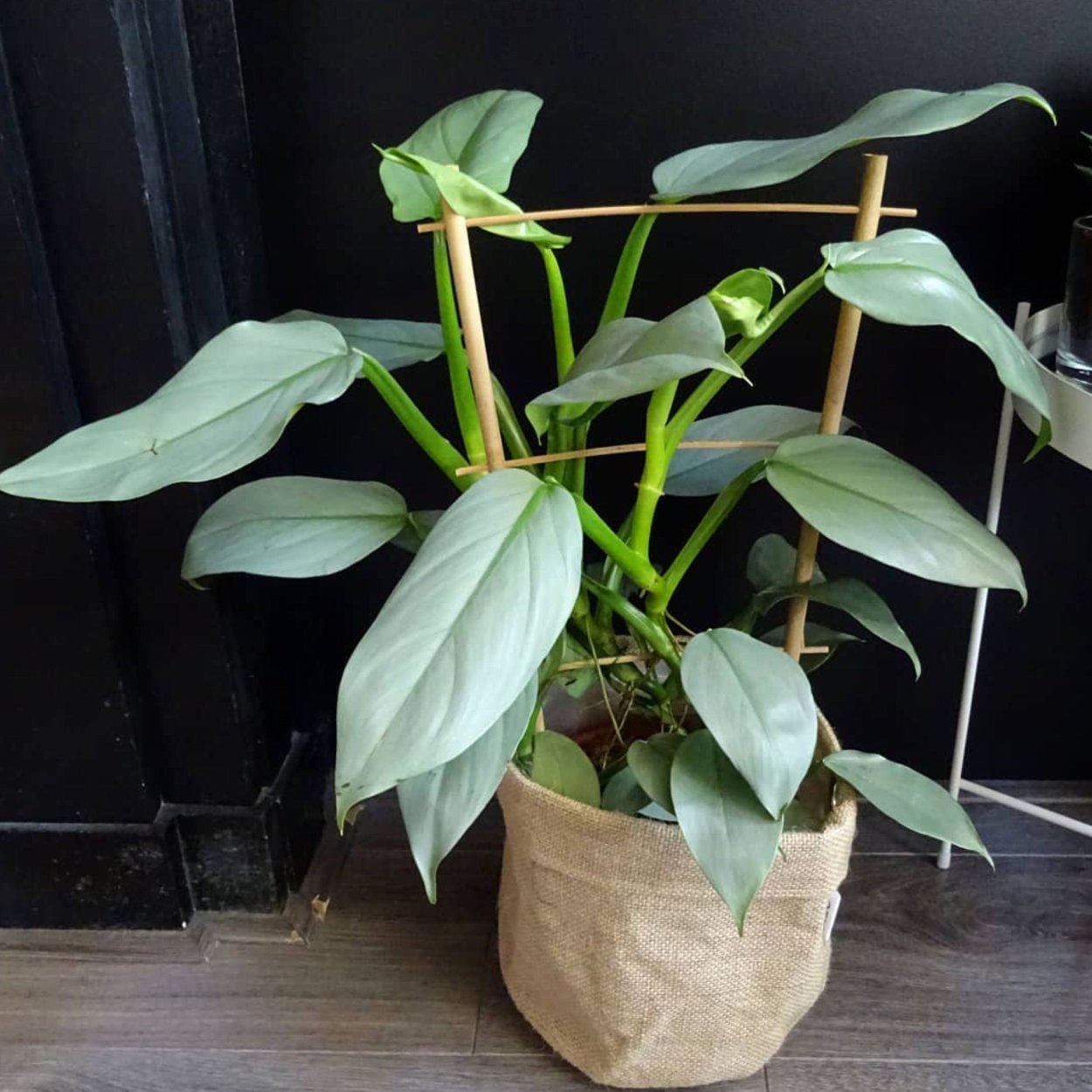 Филодендрон ред Эмеральд