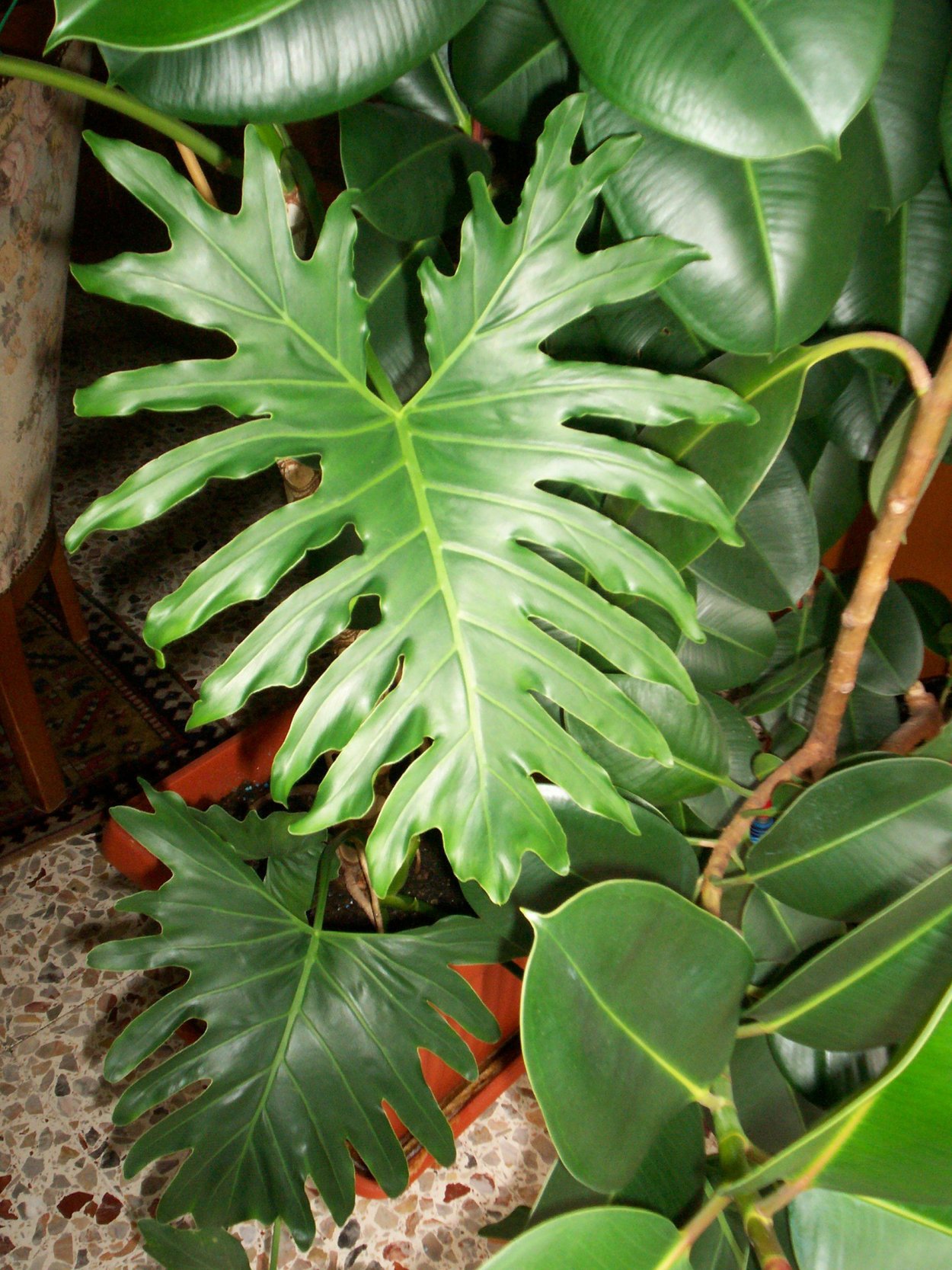 Филодендрон Варшевича