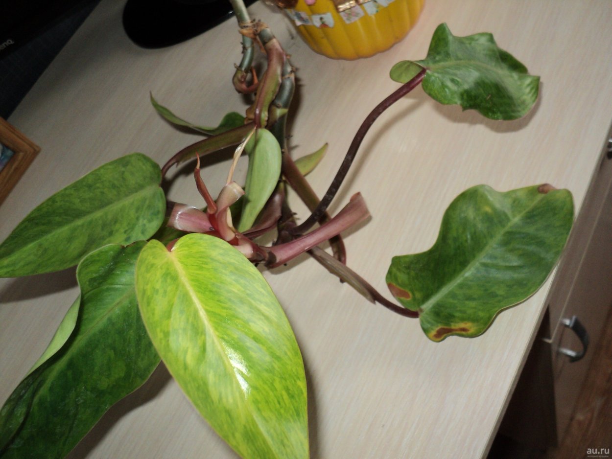 Филодендрон Сильвер принцесс