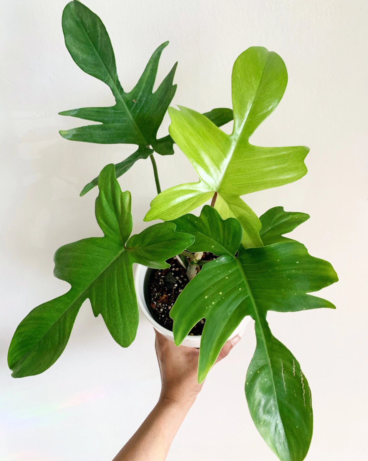 Филодендрон бипинафидиум