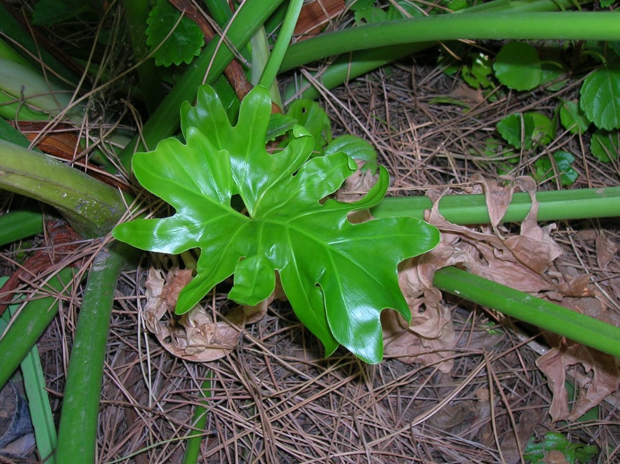 Филодендрон дваждыперистый