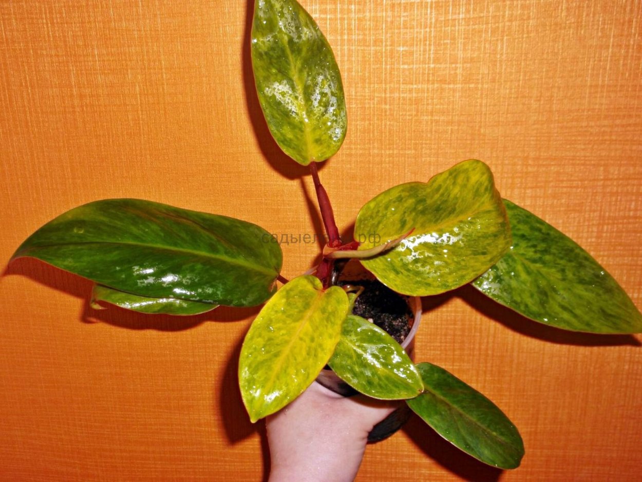 Филодендрон медуза