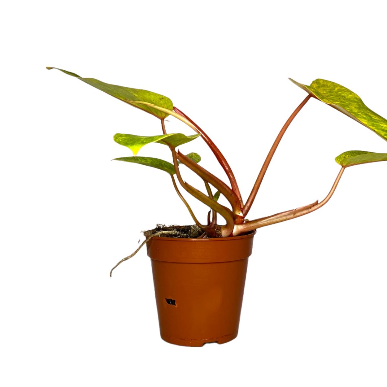 Филодендрон плющевидныи