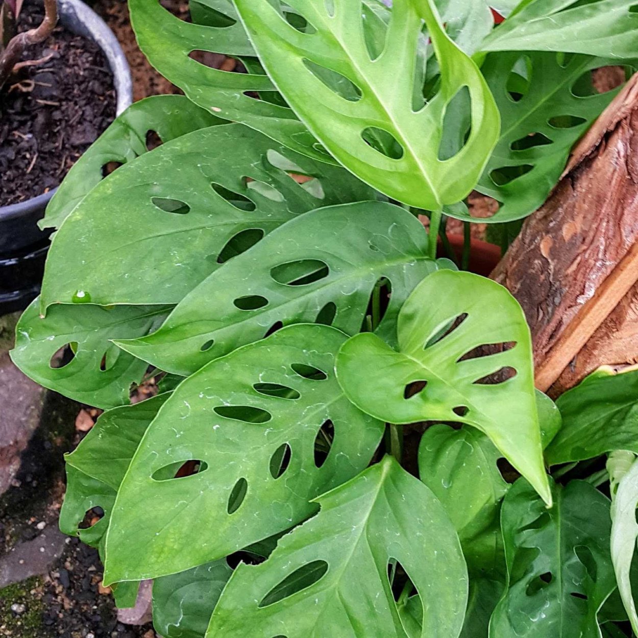 Филодендрон мандаианум