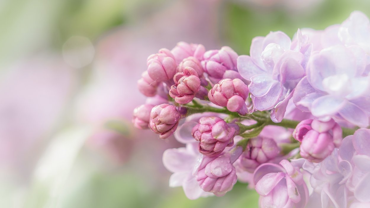 Нежный цветок