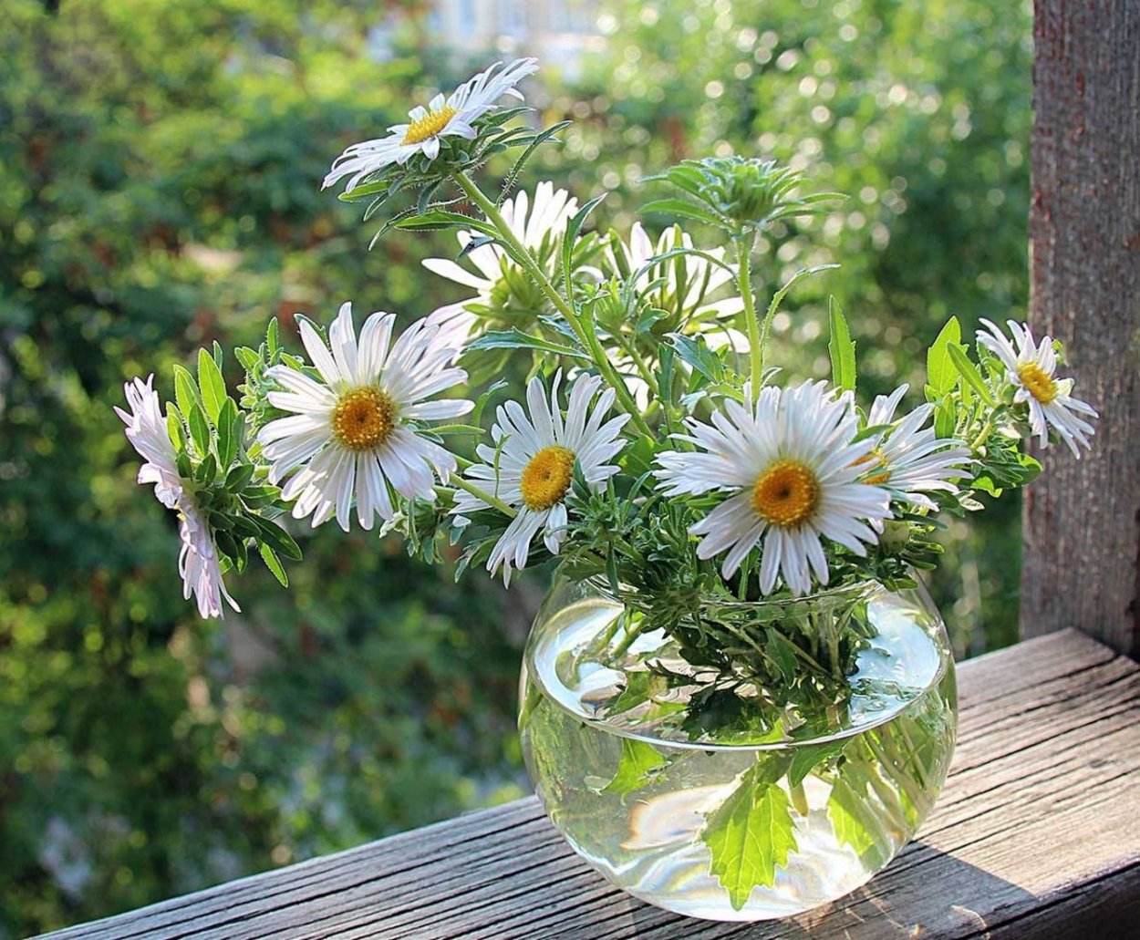 Ромашковое утро