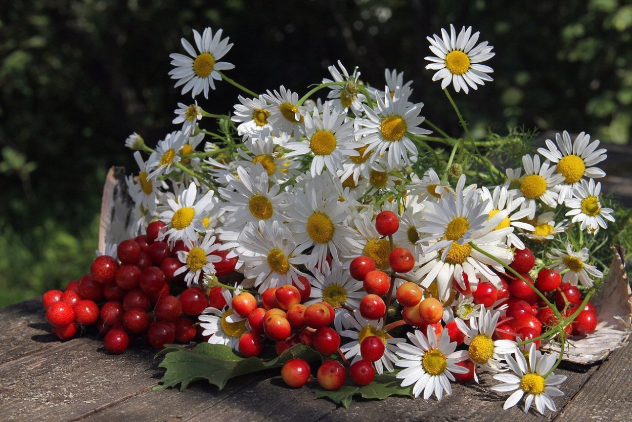 Ромашки и ягоды