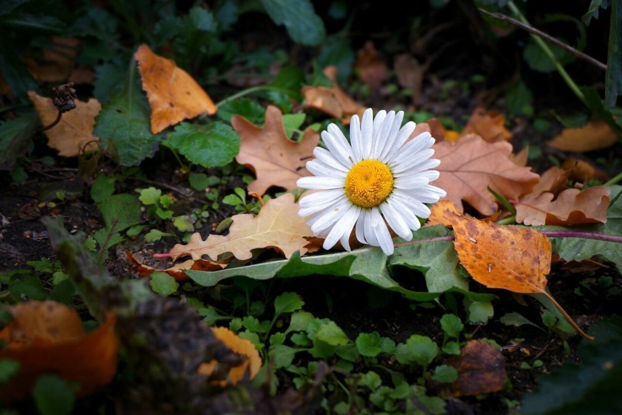Осенние ромашки
