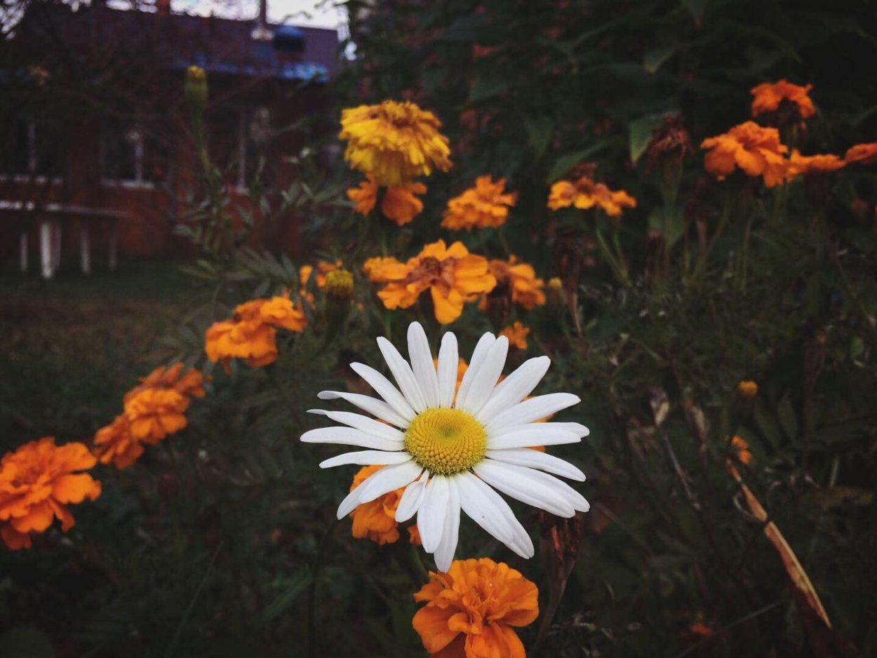 Оранжевые осенние ромашки