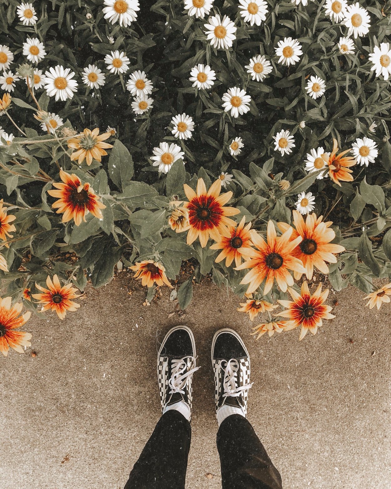 Ромашки aesthetic