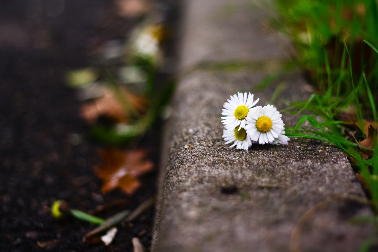 Ромашки на лавочке