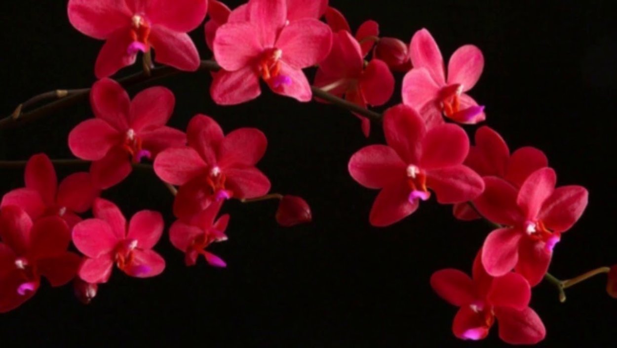 Фаленопсис Бургундия