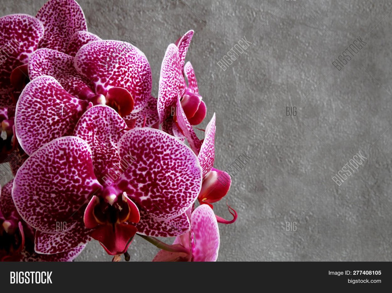 Орхидея фаленопсис Монте Карло