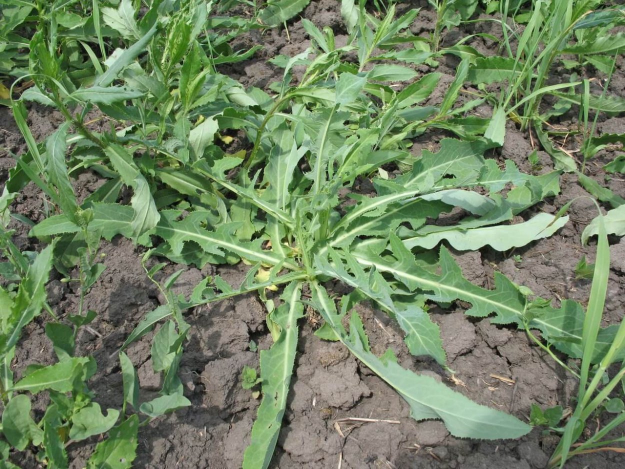 Осот огородный сорняк