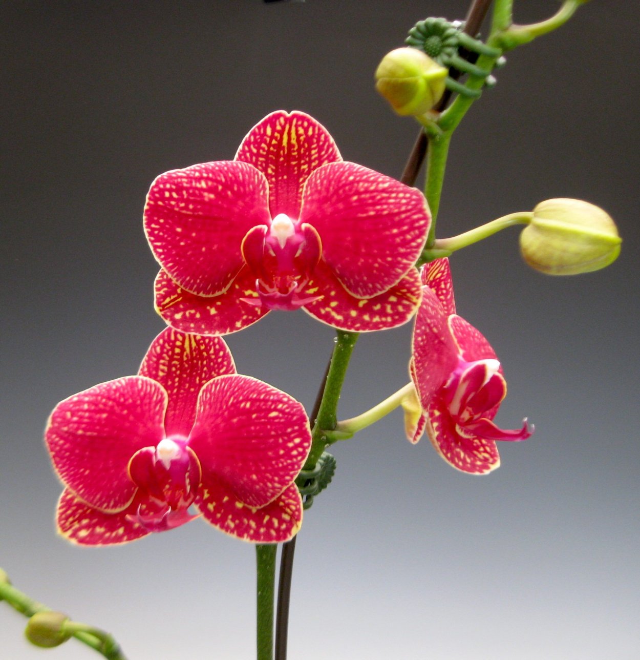 Фаленопсис Спиккель