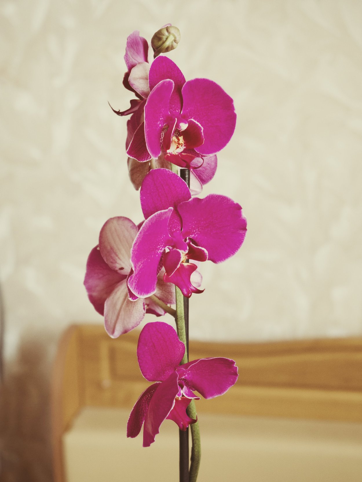 Фаленопсис Шоупис