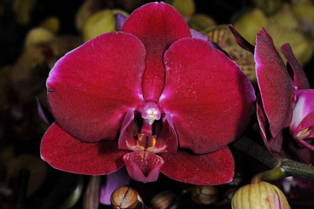 Орхидея Phalaenopsis Buddha's Treasure