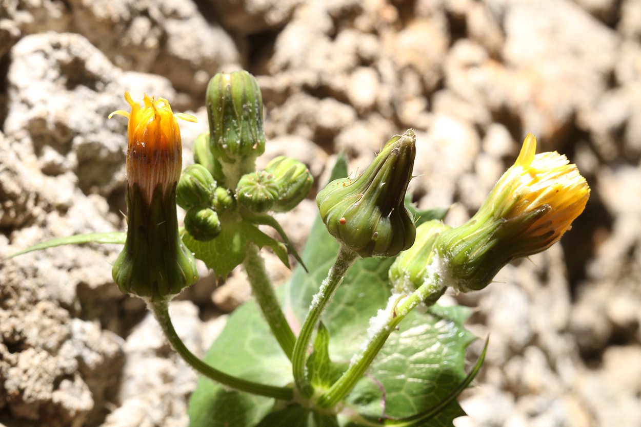 Молочай осот огородный