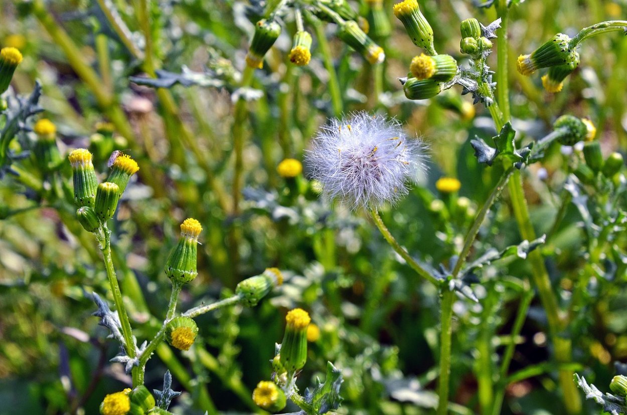 Осот приземистый