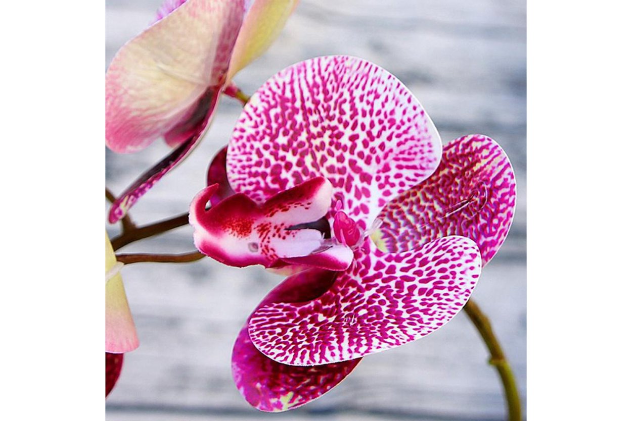 Орхидея фаленопсис