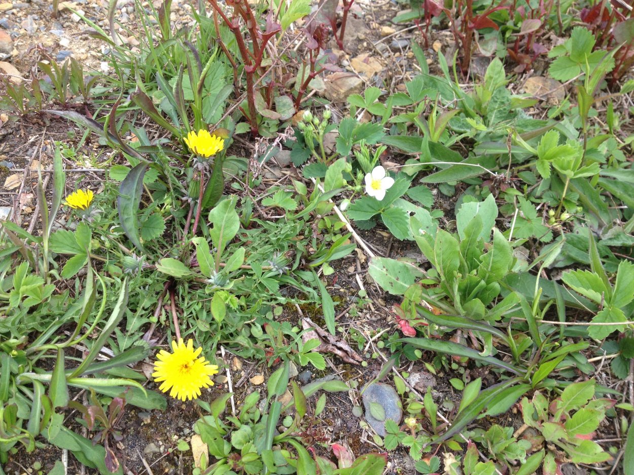 Молочай цикорий