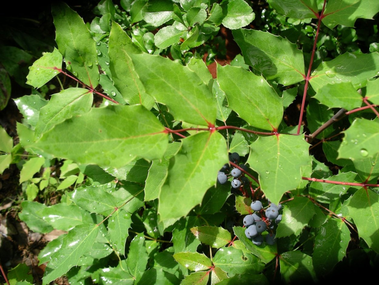 Падуб остролистный Магония