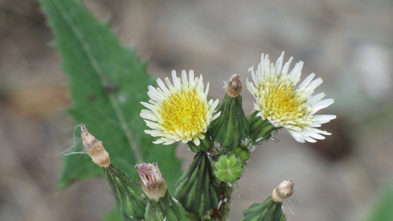 Осот болотный (l. Sonchus palustris)