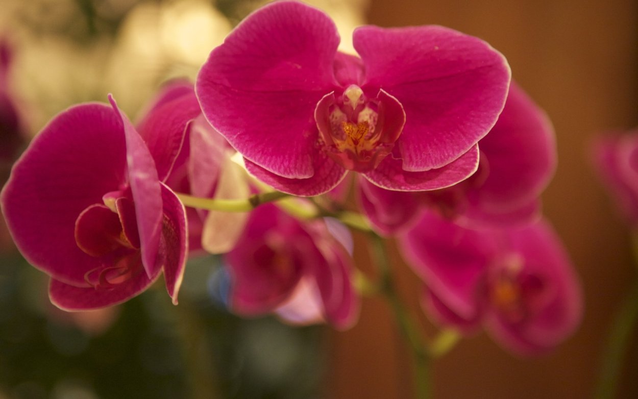 Орхидея фаленопсис красная